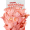 Organic Pink Mushroom Grow Kit, Harvest Gourmet Mushrooms in 10 Days